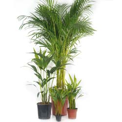 Palmeira Areca